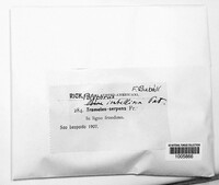 Antrodia albida image